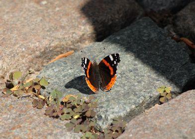 Tiny Butterfly