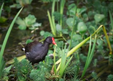 Redbilled Water Chicken