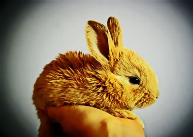 cute rabbit 