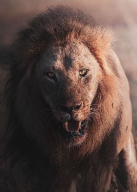 Lion