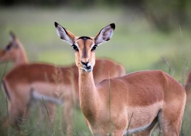 Chewing antelope