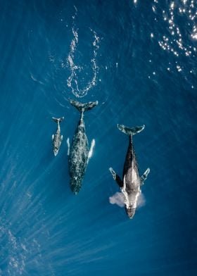 Whales in Maui
