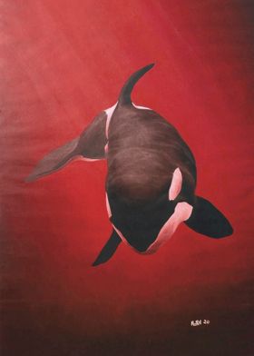She Wolf Killer Whale Red