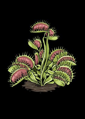 Venus Fly Trap Plant Lover