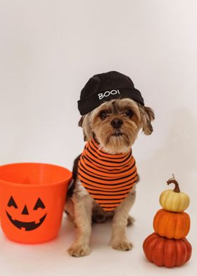 HALLOWEEN DOG