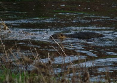 Swimming Nutria Displate