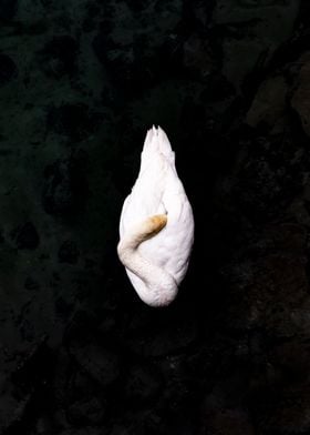 Sleeping Swan