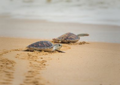 Baby Hawksbill Sea Turtle