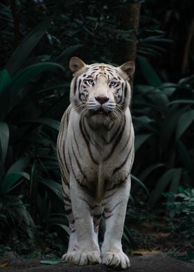 White Tiger