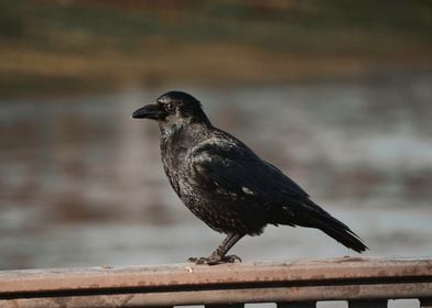 Raven Perches on Bridge