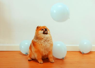 DOGS PLAYING BALLOONS