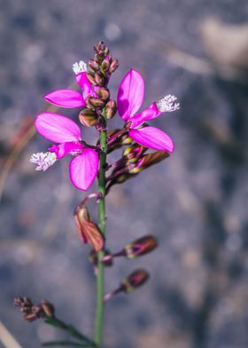 Purple flower