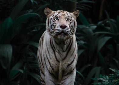 White Tiger