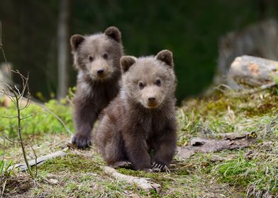 Baby Brown Bear Cubs