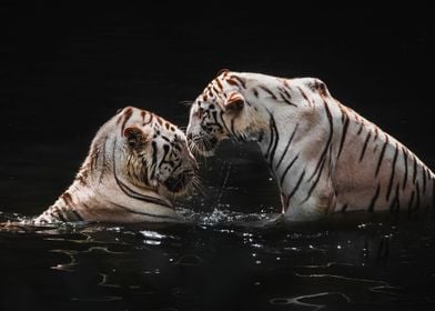 Couple Tiger