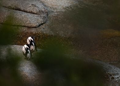 Synchronized penguins