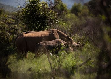 Rhino and calf in the bush