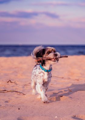 BEACH DOGS