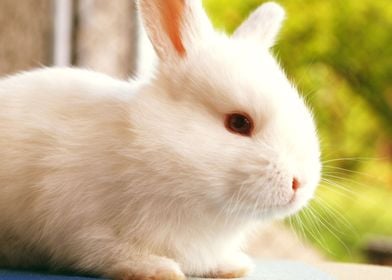 cute rabbit