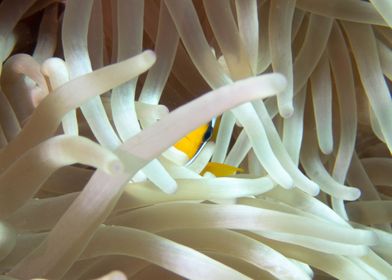 Hiding Clownfish