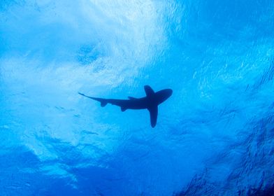 Whitetip Reef Shark