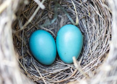 bird eggs