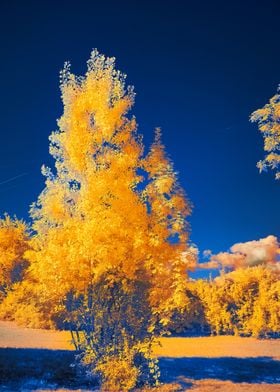 Yellow in landscape