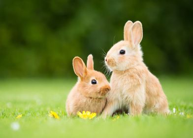 cute rabbits