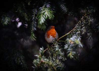 Robin in a Tree