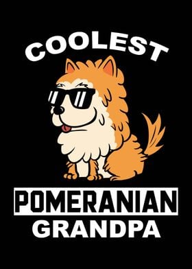 Pomeranian Grandpa 