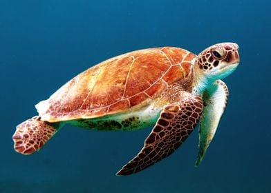 Sea Turtle Swimming 