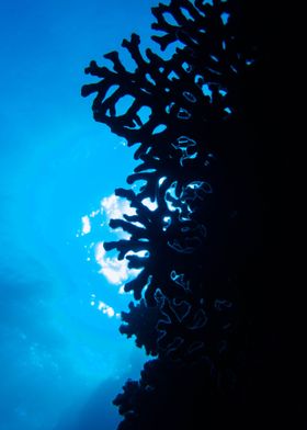 Coral Silhouette