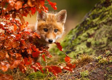 Baby Red Fox Face