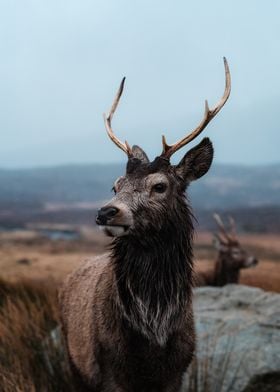 Reindeer Buck