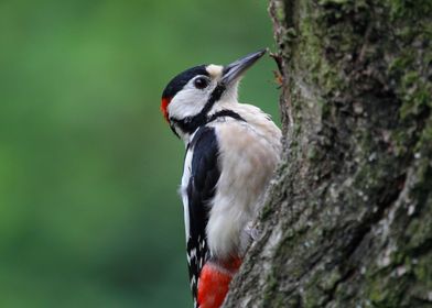 Woody  Woodpecker