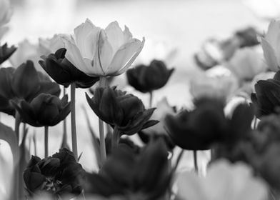 tulips gray