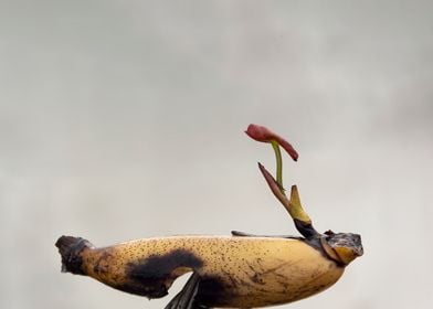 Sprouting lotus root