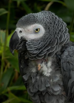 African Grey Parrot