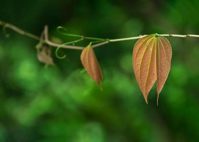 Emerging Leaves