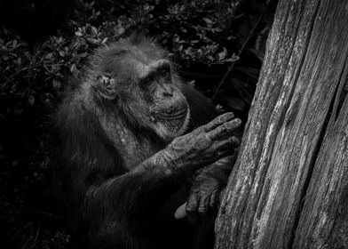 Black And White Chimpanzee