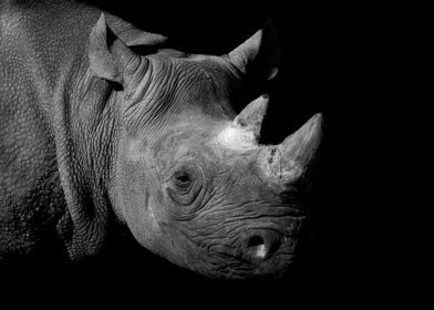 Monochrome Black Rhino