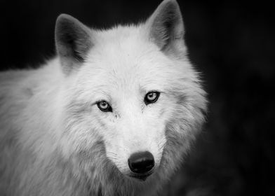 White Wolf Black and White