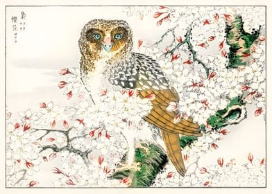 Ukiyo e Cherry Blossom Owl