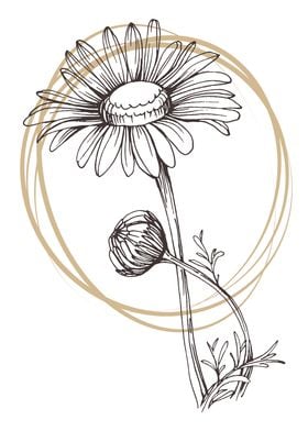 Chamomile and Daisy wheel 