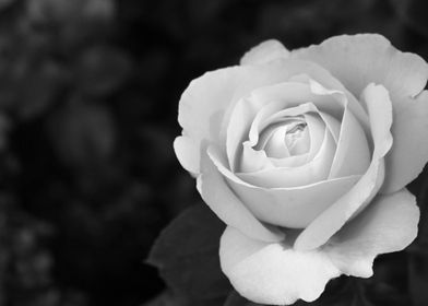 flower rose gray