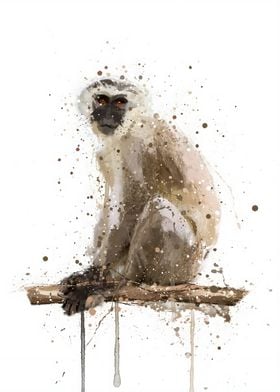 Monkey Vervet