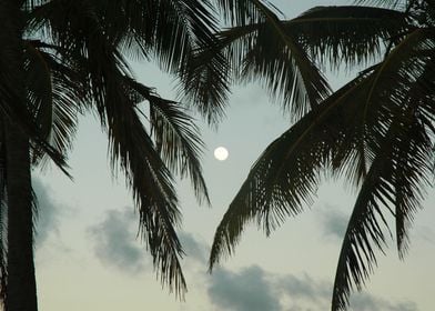 Sky Full Moon Palm Trees