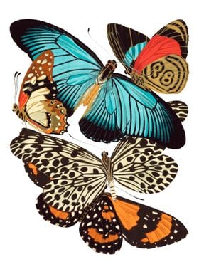 08 Vintage Papillons