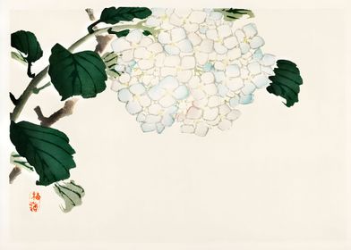 Ukiyo e Hydrangea