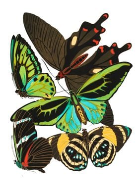 04 Vintage Papillons